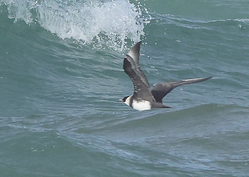 Pomarine Skua
