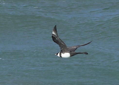 Pomarine Skua