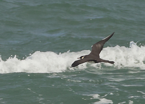 Pomarine Skua