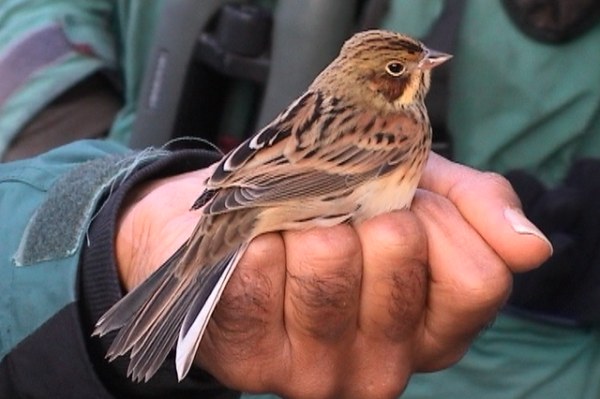 Chestnut-eared Bunting
