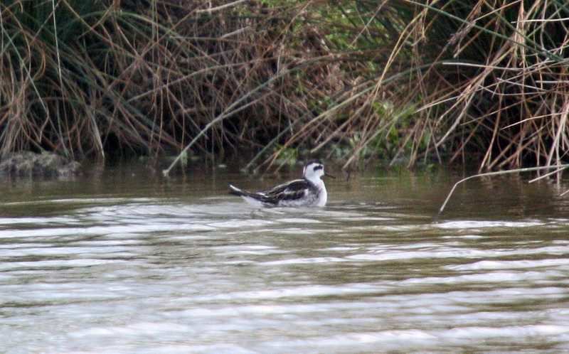Red-necked Phalarope
