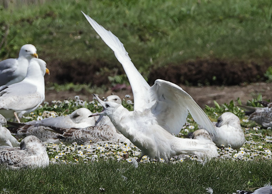 Iceland Gull