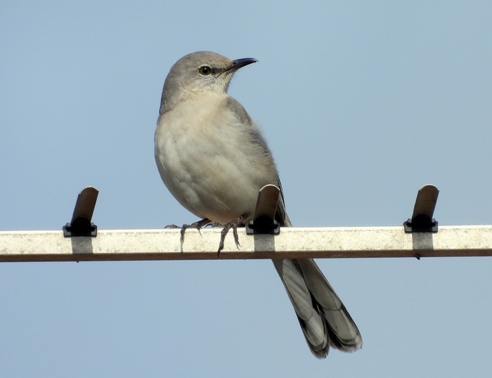 Northern Mockingbird