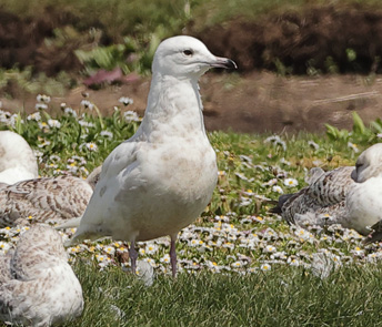 Iceland Gull