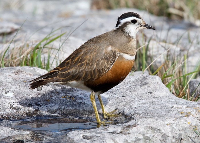 Dotterel
