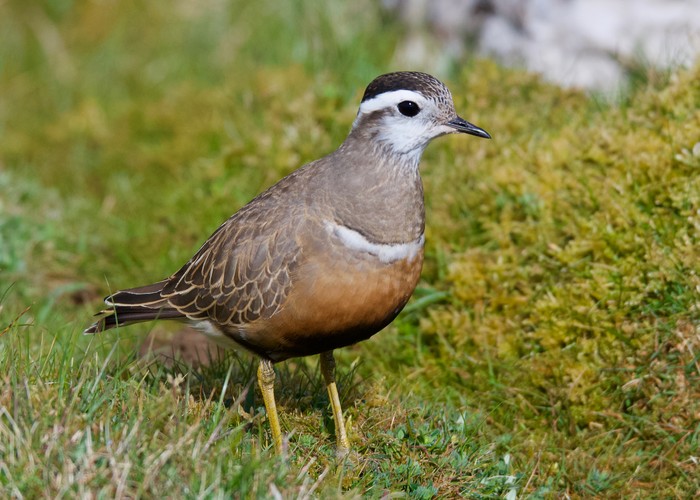 Dotterel