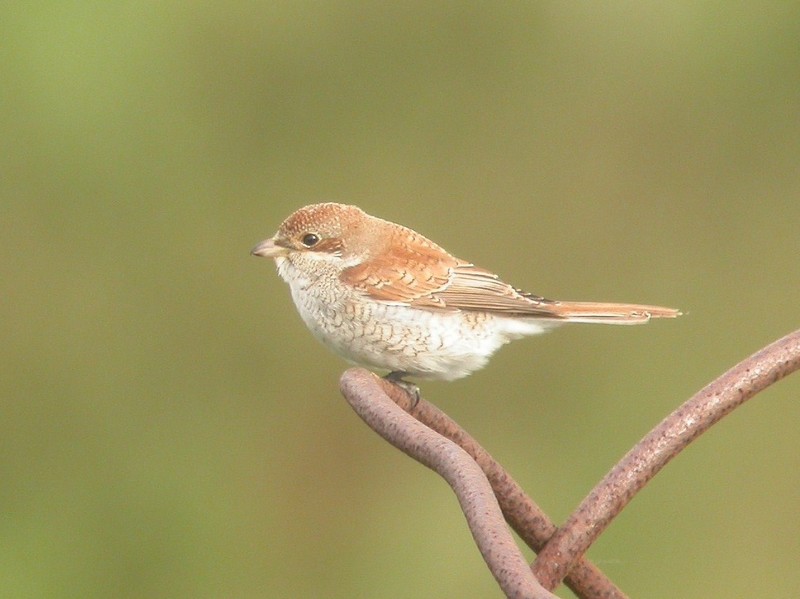 Red-backed Shrike