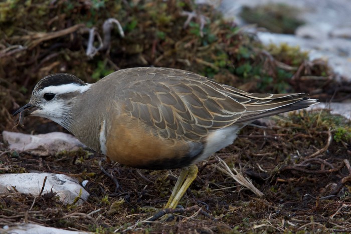 Dotterel 