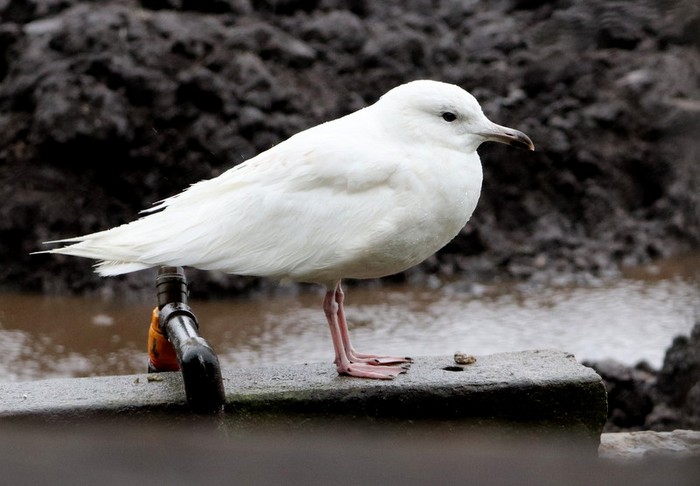 Iceland Gull