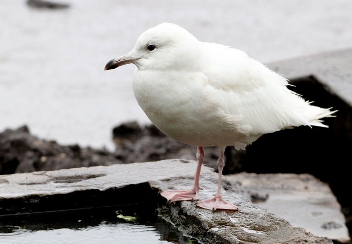 Iceland Gull