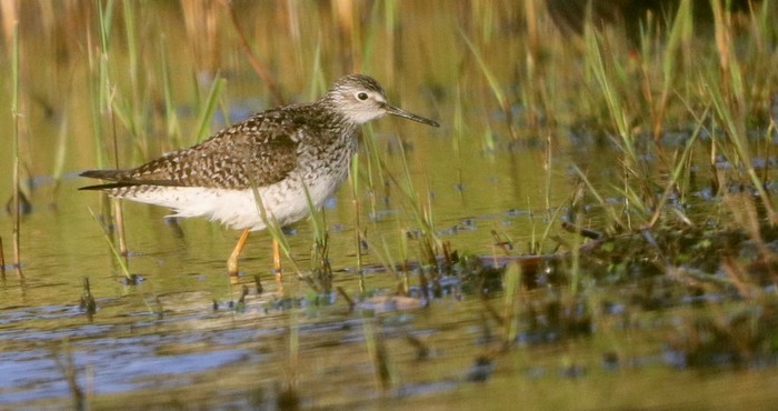 Lesser Yellowlegs
