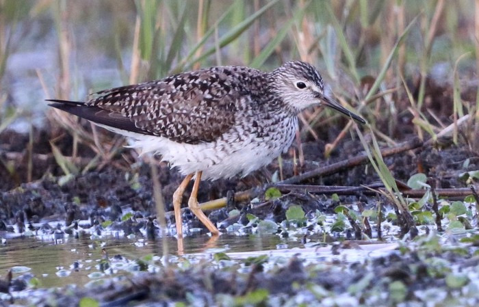 Lesser Yellowlegs