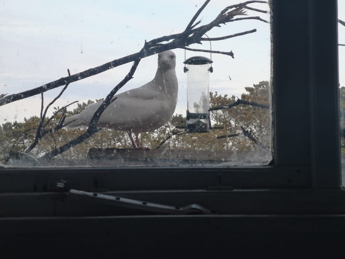 Iceland Gull