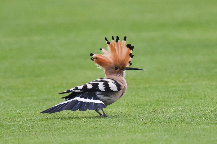 Hoopoe