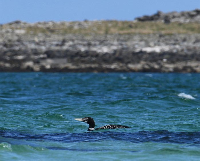 White-billed Diver