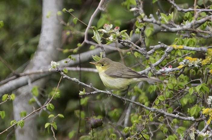 Melodious Warbler