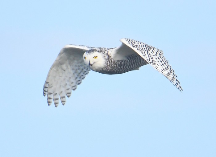 Snowy Owl
