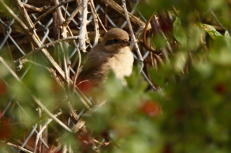 Daurian Shrike