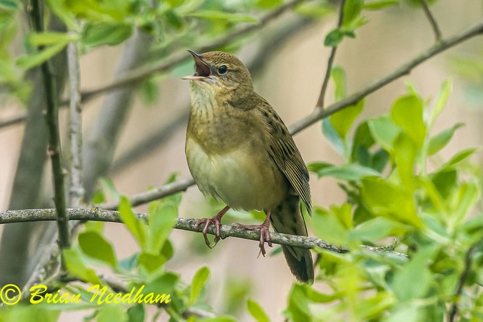 Grasshopper Warbler