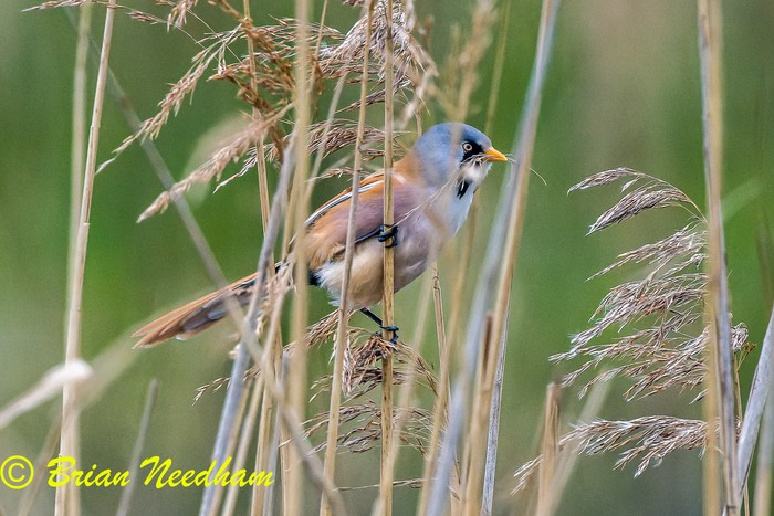 Bearded Tit