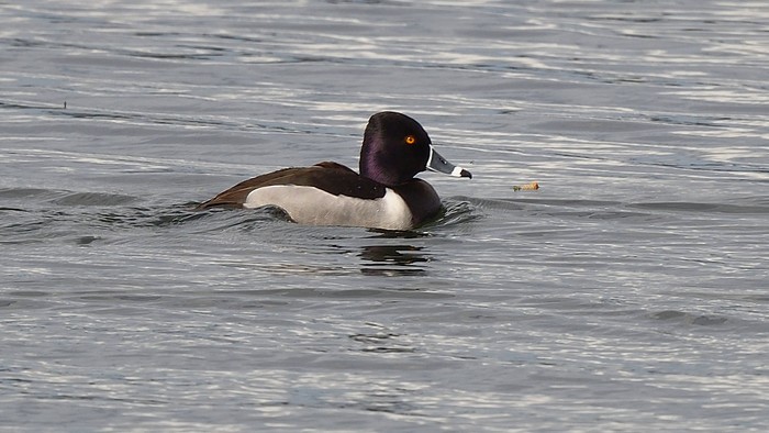 Ring-necked Duck