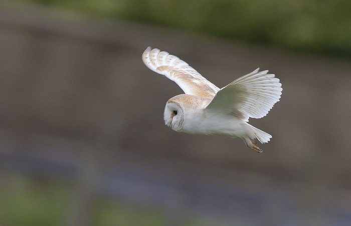 Barn Owl
