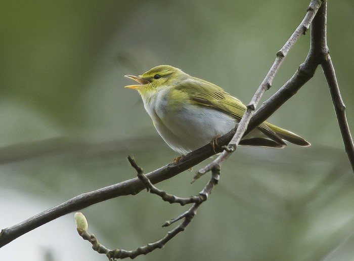 Wood Warbler