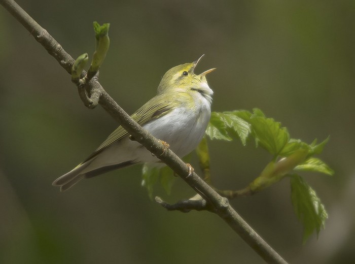 Wood Warbler