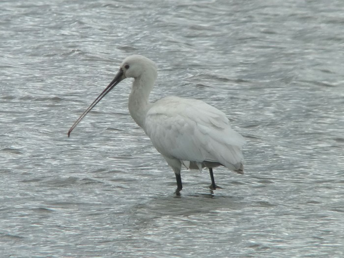 Spoonbill