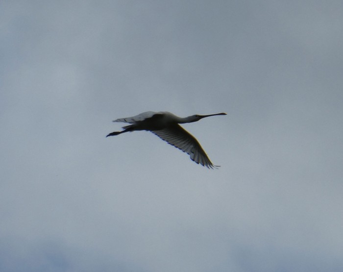 Spoonbill