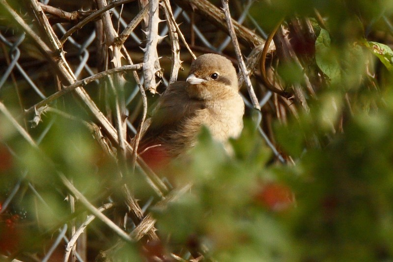 Daurian Shrike