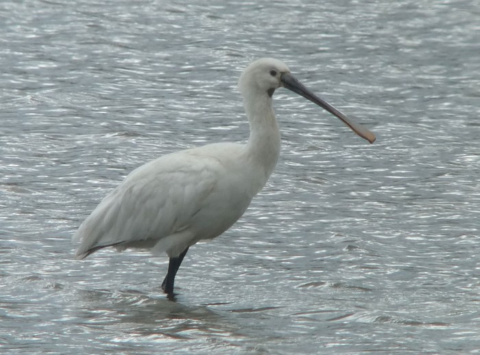 Spoonbill