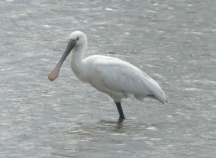 Spoonbill