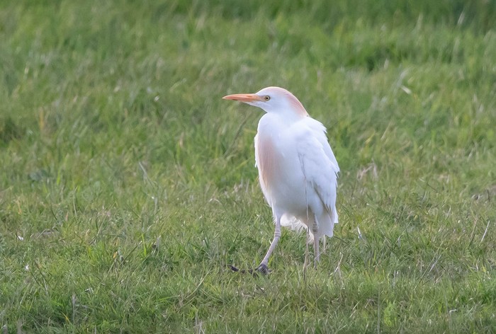 Cattle Egret