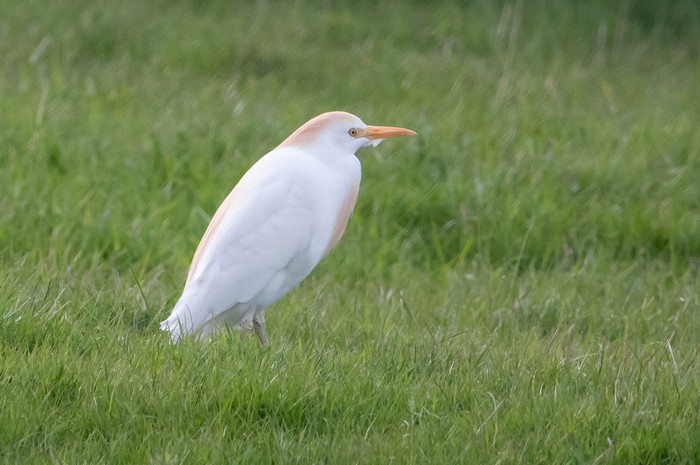 Cattle Egret