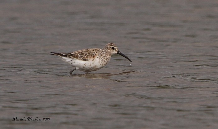 Curlew Sandpiper
