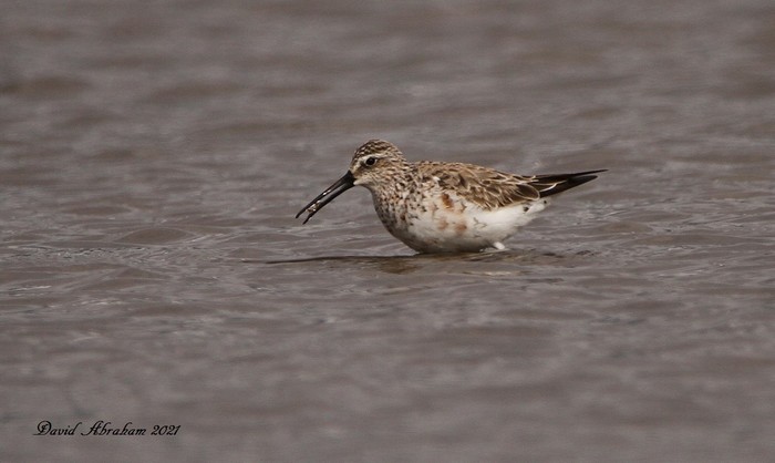 Curlew Sandpiper 