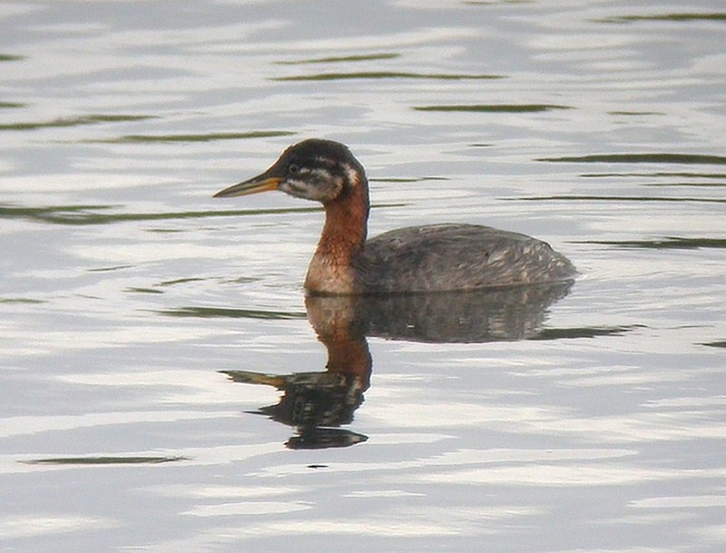 Red-necked Grebe