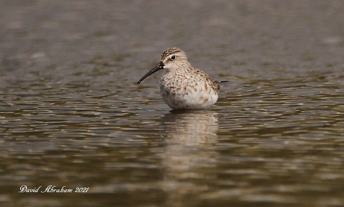 Curlew Sandpiper
