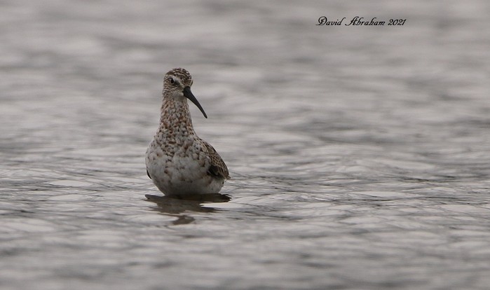 Curlew Sandpiper