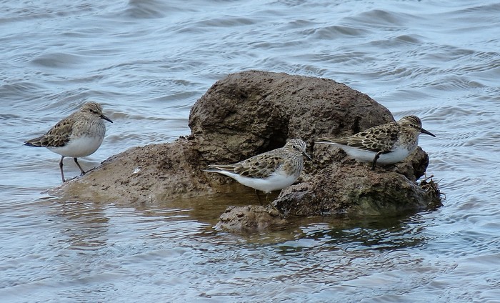 Temminck's Stint