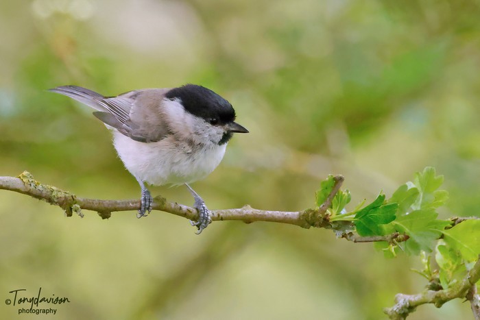 Marsh Tit