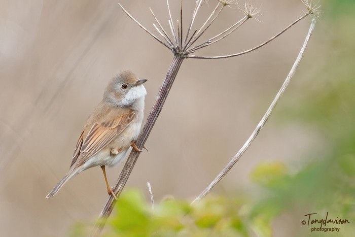Whitethroat