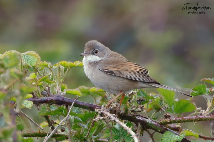 Whitethroat