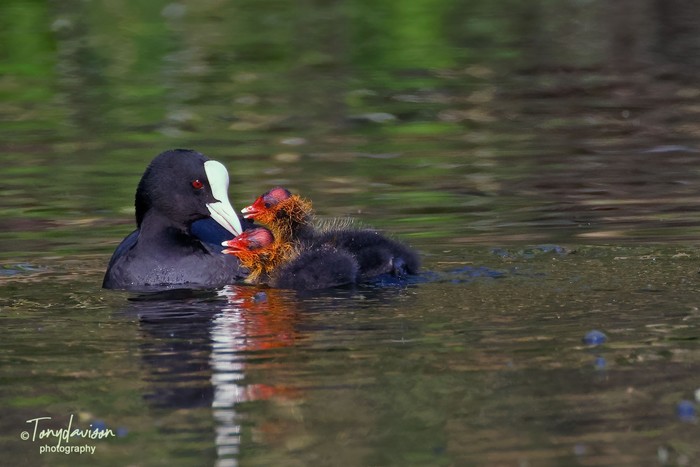 Coot