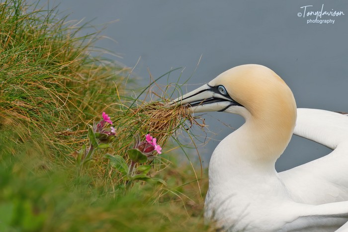 Gannet