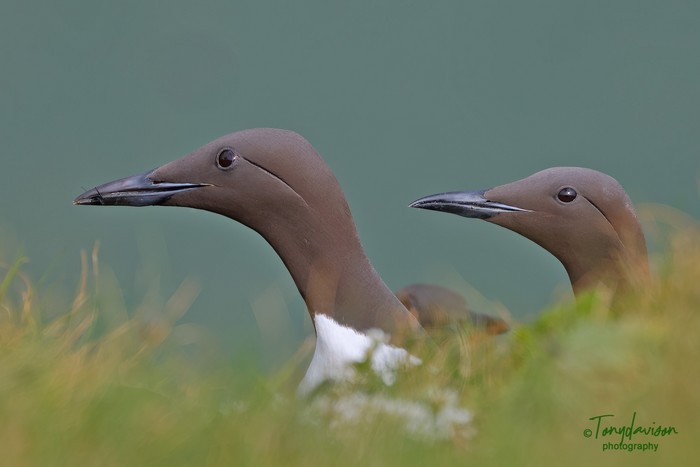 Guillemot