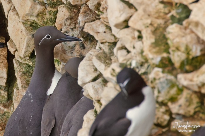 Guillemot
