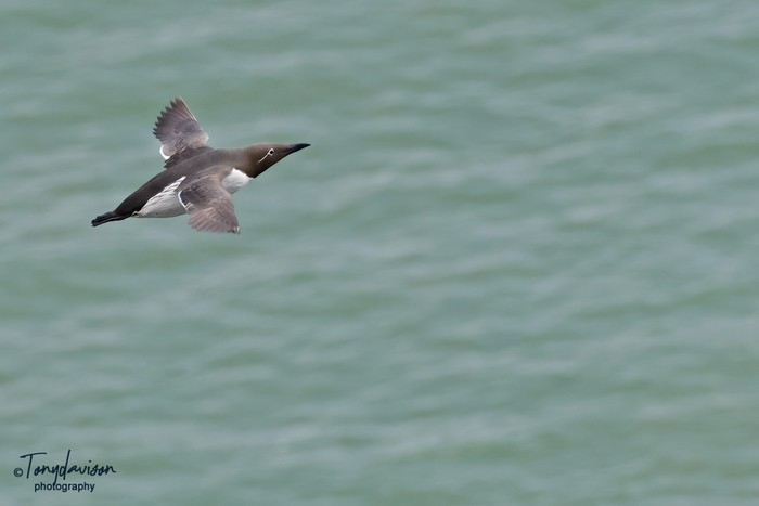 Guillemot