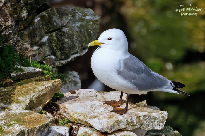 Kittiwake